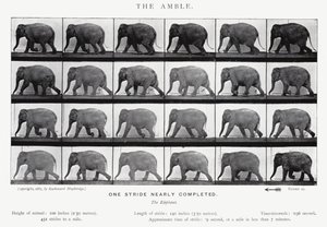 Eadweard Muybridge: Der Schritt von Eadweard Muybridge