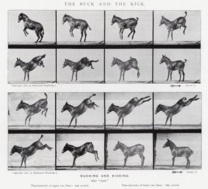 Eadweard Muybridge: Der Bock und der Tritt