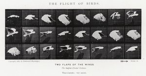Der Flug der Vögel