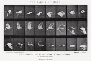 Eadweard Muybridge: Der Flug der Vögel (s/w Foto) von Eadweard Muybridge