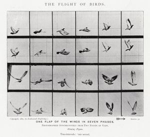 Der Flug der Vögel von Eadweard Muybridge