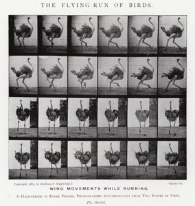 Der Fluglauf der Vögel von Eadweard Muybridge