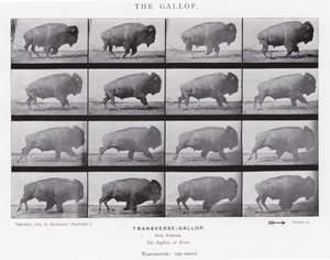 Eadweard Muybridge: Der Galopp von Eadweard Muybridge
