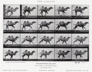 Eadweard Muybridge: Der Galopp von Eadweard Muybridge