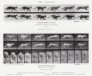 Der Galopp von Eadweard Muybridge