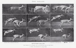 Eadweard Muybridge: Der Galopp (s/w Foto) von Eadweard Muybridge