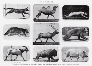 Eadweard Muybridge: Der Galopp (s/w Foto) von Eadweard Muybridge