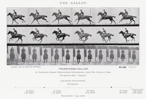Eadweard Muybridge: Der Galopp (s/w Foto) von Eadweard Muybridge