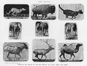 Eadweard Muybridge: Der Galopp (s/w Foto)