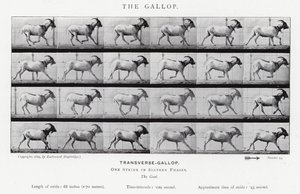 Der Galopp von Eadweard Muybridge