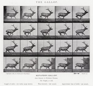 Der Galopp von Eadweard Muybridge