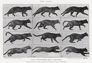 Eadweard Muybridge: Der Sprung (s/w Foto) von Eadweard Muybridge