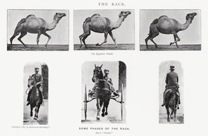 Eadweard Muybridge: Der Passgang