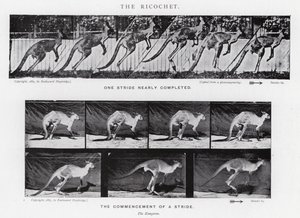 Eadweard Muybridge: Der Abpraller von Eadweard Muybridge