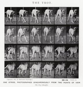 Eadweard Muybridge: Der Trab von Eadweard Muybridge