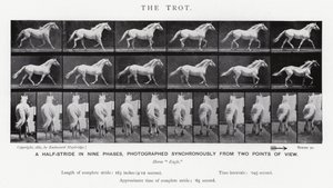 Eadweard Muybridge: Der Trab (s/w Foto) von Eadweard Muybridge