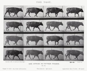 Eadweard Muybridge: Der Trab (s/w Foto) von Eadweard Muybridge