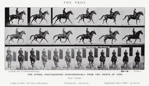 Eadweard Muybridge: Der Trab von Eadweard Muybridge