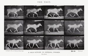 Eadweard Muybridge: Der Trab von Eadweard Muybridge