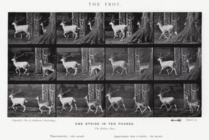 Der Trab von Eadweard Muybridge