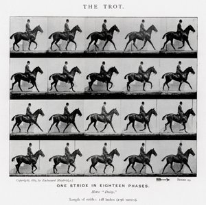 Eadweard Muybridge: Der Trab von Eadweard Muybridge