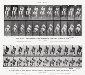 Eadweard Muybridge: Der Trab von Eadweard Muybridge
