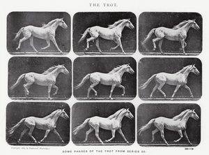 Eadweard Muybridge: Der Trab von Eadweard Muybridge
