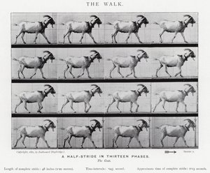 Eadweard Muybridge: Der Gang von Eadweard Muybridge