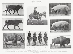 Eadweard Muybridge: Der Gang von Eadweard Muybridge