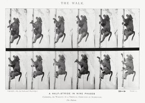 Eadweard Muybridge: Der Gang von Eadweard Muybridge