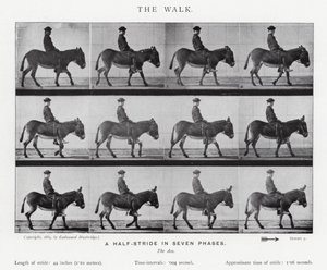 Der Spaziergang von Eadweard Muybridge