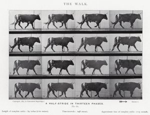 Der Spaziergang von Eadweard Muybridge
