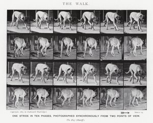 Der Spaziergang von Eadweard Muybridge