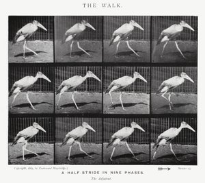 Der Spaziergang von Eadweard Muybridge