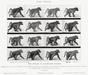 Der Spaziergang von Eadweard Muybridge
