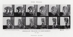 Eadweard Muybridge: Der Gang von Eadweard Muybridge