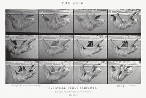Eadweard Muybridge: Der Gang von Eadweard Muybridge