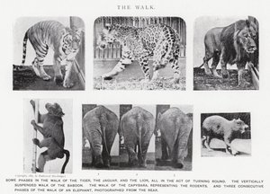 Eadweard Muybridge: Der Gang von Eadweard Muybridge