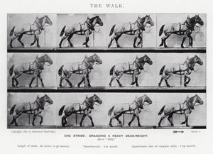 Eadweard Muybridge: Der Gang von Eadweard Muybridge