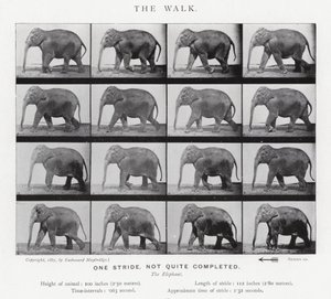 Eadweard Muybridge: Der Gang von Eadweard Muybridge
