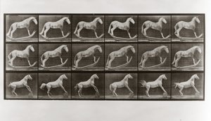Pferd auf Schaukel und Pferd rollt ein Fass, Platte 649 aus Animal Locomotion