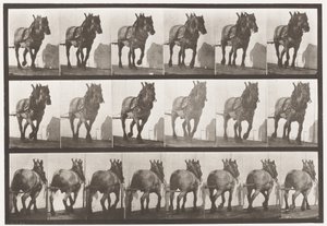 Tafel 566. Ziehen; Dunkelgraues belgisches Pferd Dusel, 1885