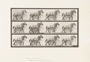 Tafel 567. Ziehen; Dunkelgraues belgisches Pferd Billy, 1885 von Eadweard Muybridge