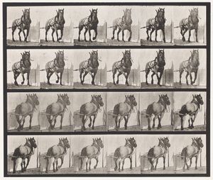 Tafel 568. Ziehend; Dunkelgraues Belgisches Pferd Billy von Eadweard Muybridge