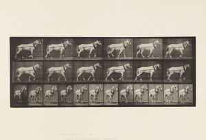 Tafel 571. Ziehen; Hellgraue Stute Johnson von Eadweard Muybridge