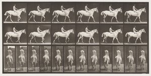 Tafel 581. Gehen; Ohne Sattel; Reiter, 43, nackt; Hellgraues Pferd Smith, 1885 von Eadweard Muybridge