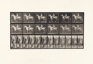 Tafel 583. Gehen; Sattel; Reiterin; Nackt; Graues Pferd Tan von Eadweard Muybridge