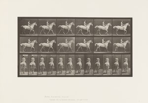 Tafel 602. Traben; Ohne Sattel; Reiter, 43, nackt; Hellgraues Pferd Smith, 1885
