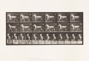 Tafel 610. Trabend; Sulky; Graue Stute, Katydid