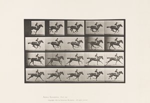 Tafel 627. Galopp; Vollblut-Braune Stute Annie G.
